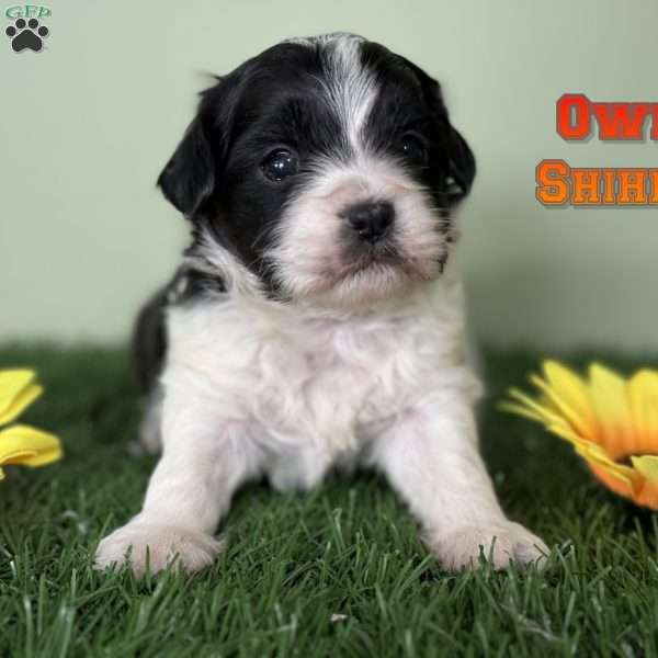 Owen, Shih-Poo Puppy